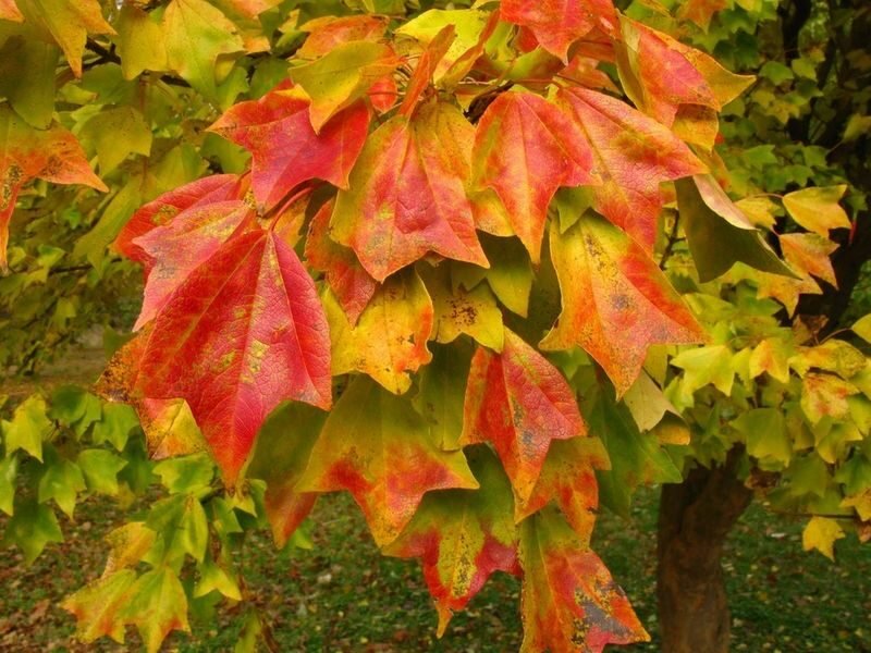 Acer buergerianum (Trident maple)
