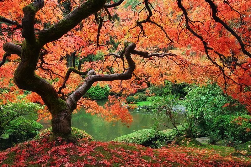 Acer palmatum (Japanese maple) - dear plants