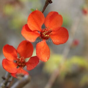 Chaenomeles japonica (Flowering quince)