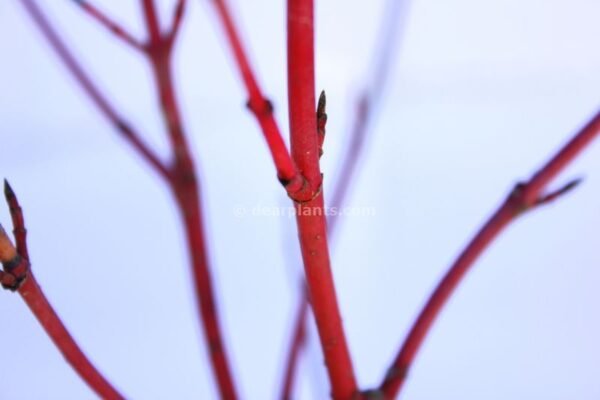 Cornus alba 'Sibirica' (Siberian Dogwood) Red Stem Dogwood