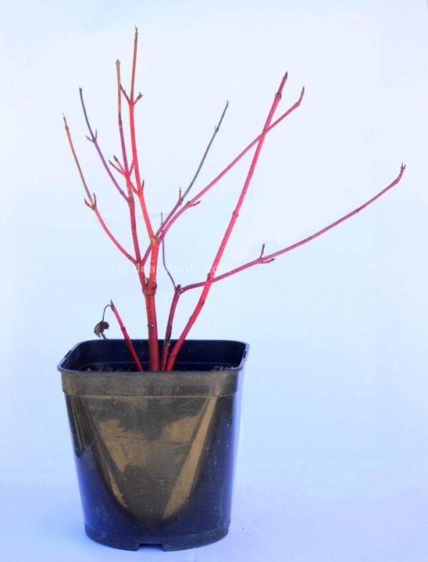 Cornus alba 'Sibirica' (Siberian Dogwood) Red Stem Dogwood