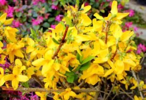 Forsythia (Easter tree)