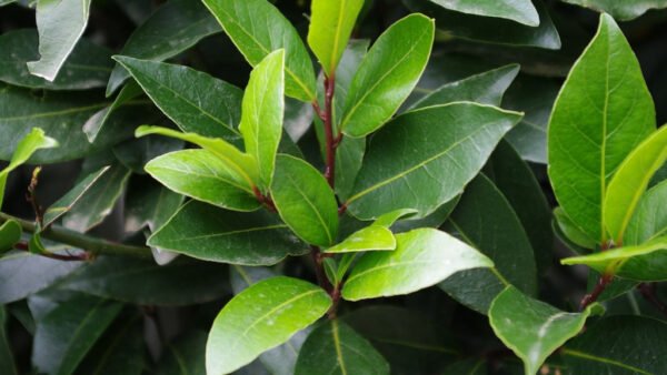 Laurus nobilis (Bay tree or Laurel) leaves