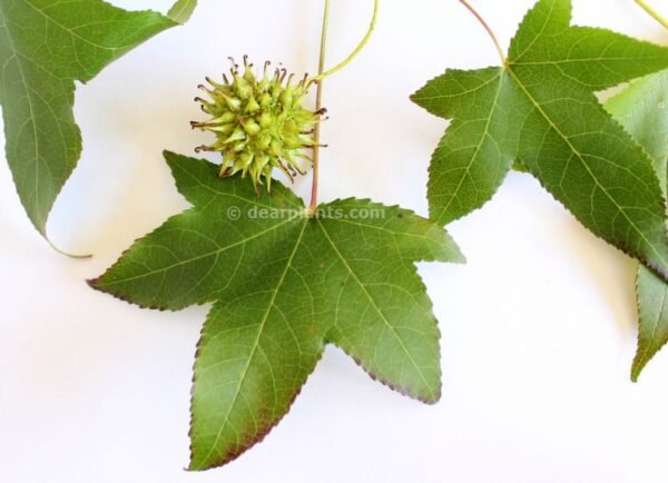 Liquidambar styraciflua (American sweetgum) seeds