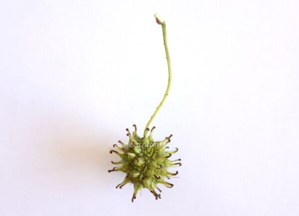 Liquidambar styraciflua (American sweetgum) seeds cluster