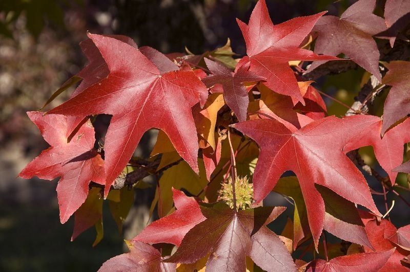 Liquidambar styraciflua fall colors