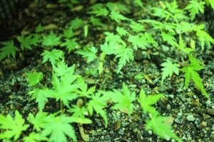 Seed germination guide