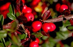 7 great shrubs for fall color