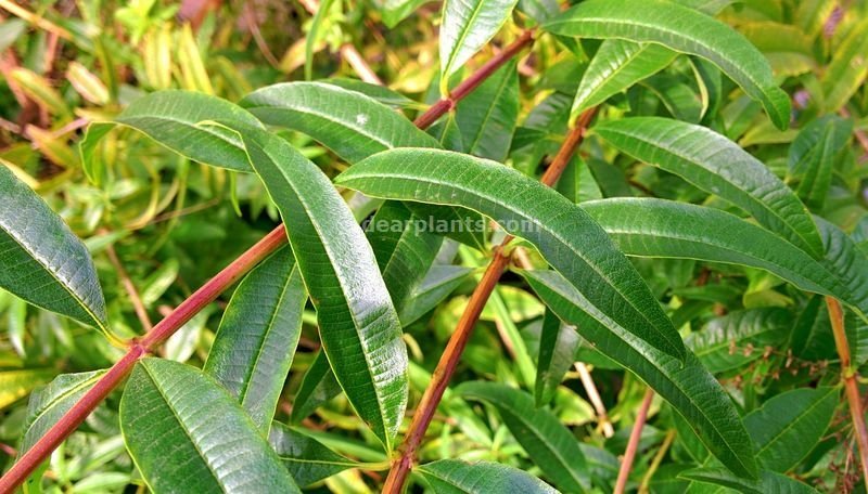 Aloysia citrodora (Lemon verbena, Lemon beebrush) leaves