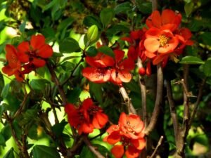 Chaenomeles japonica (Japanese flowering quince)