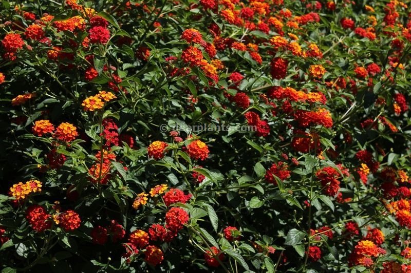Lantana camara