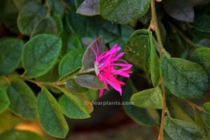 Loropetalum chinense (Chinese fringe flower)