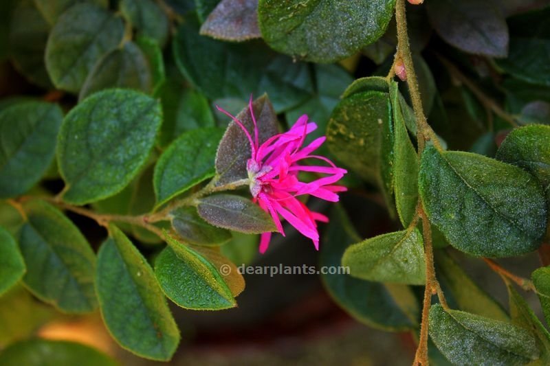 Loropetalum chinense (Chinese fringe flower)