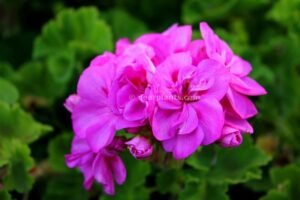 Pelargonium (Geraniums, Storksbills) pink flower