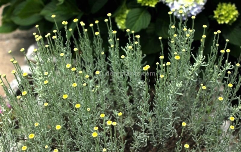 Santolina chamaecyparissus (Cotton lavender)