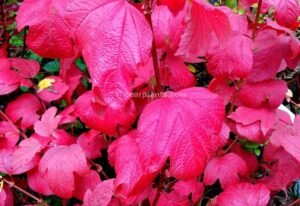 Viburnum opulus (Guelder Rose, Snowball) autumn leaves