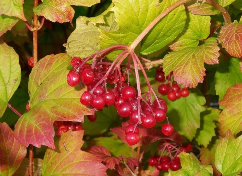 Viburnum opulus berries in autumn