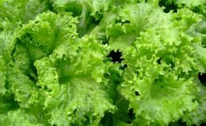How to plant Lactuca sativa (Lettuce)