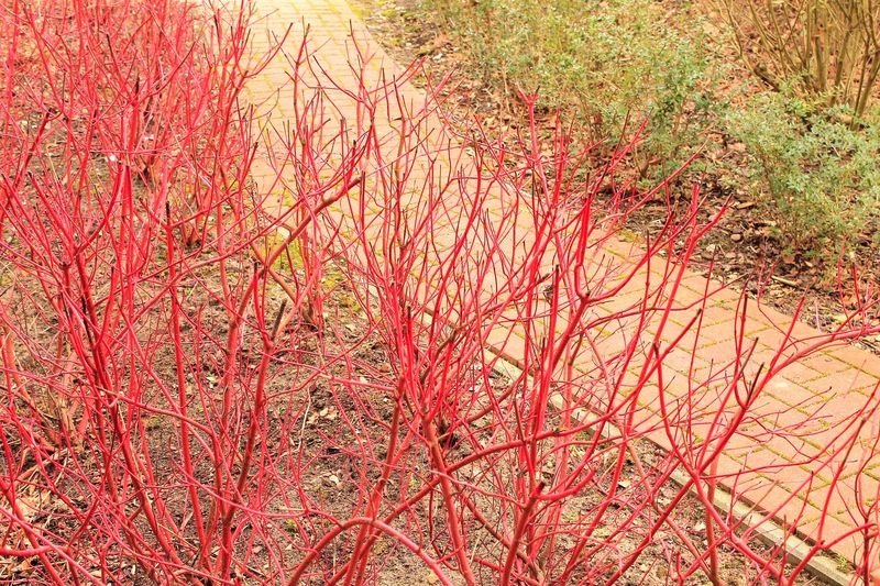 Cornus (Dogwood) sidewalk - dearplants.com