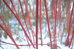 Cornus (Dogwood) stem colors in winter snow - dearplants.com