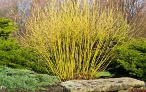 Cornus alba 'Flaverimea' - Yellow twig dogwood shrub