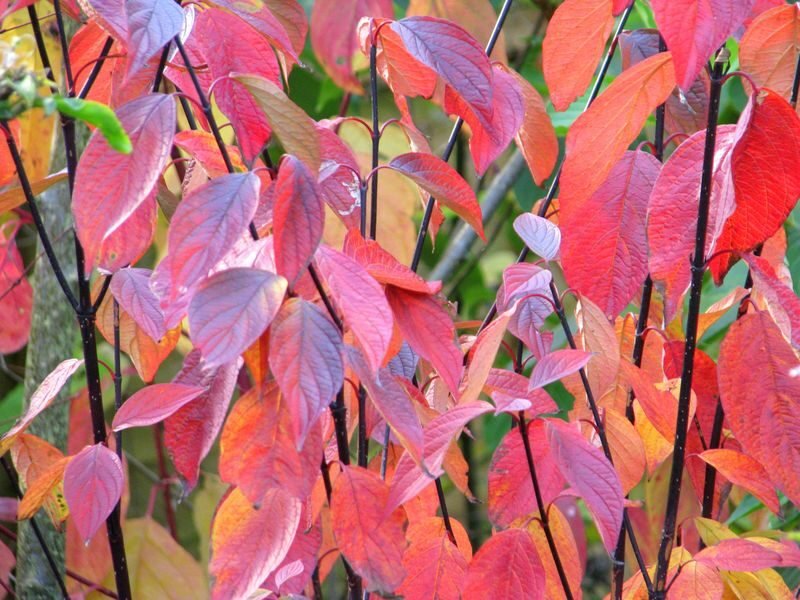 Cornus alba 'Kesselringii' (White dogwood 'Kesselringii') autumn leaves