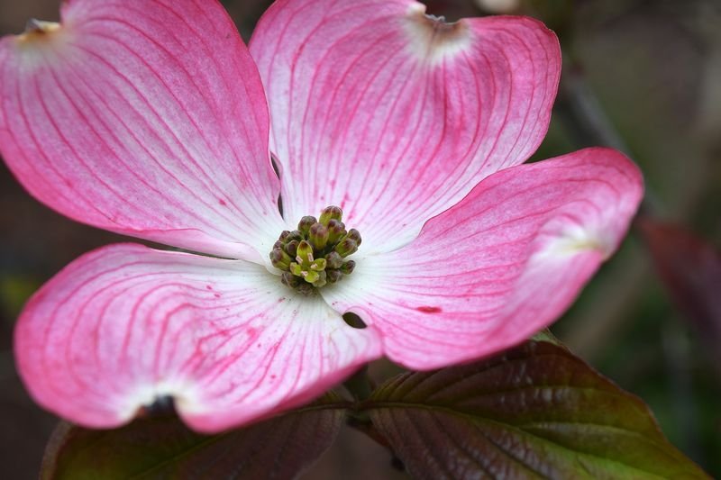 Cornus florida f. rubra (Flowering Dogwood) - dearplants.com