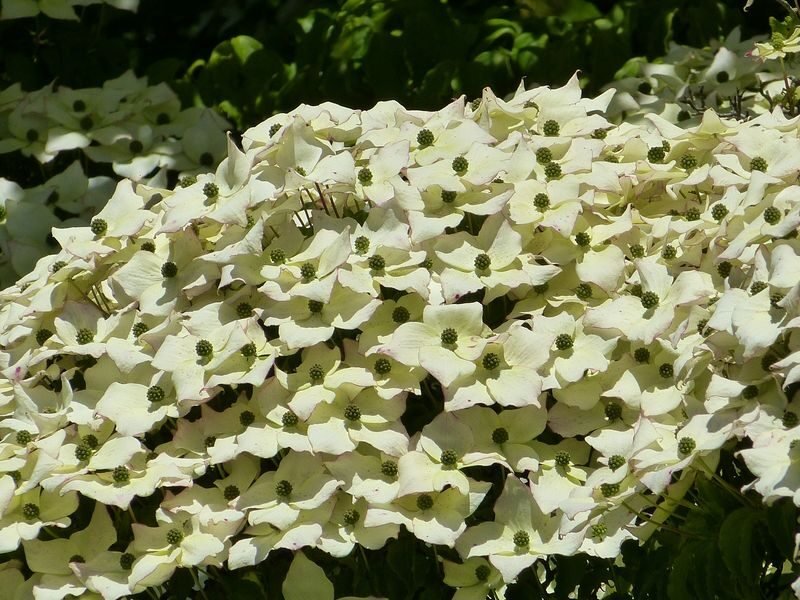 Cornus kousa (Kousa Dogwood) flowers
