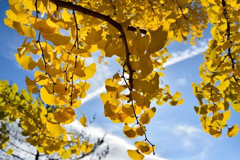 Ginkgo biloba (Maidenhair tree) autumn leaves - dearplants