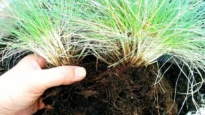 How to divide blue fescue (Festuca glauca)