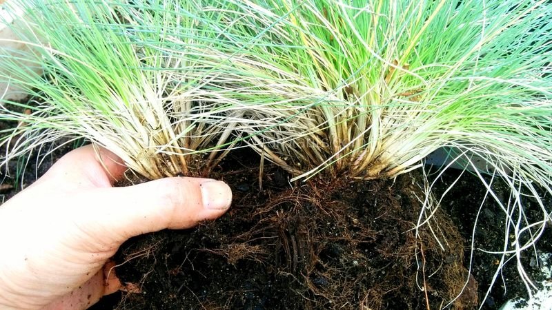 How to divide blue fescue (Festuca glauca)