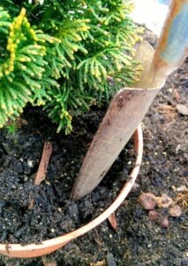 How to plant - Fill in the pot
