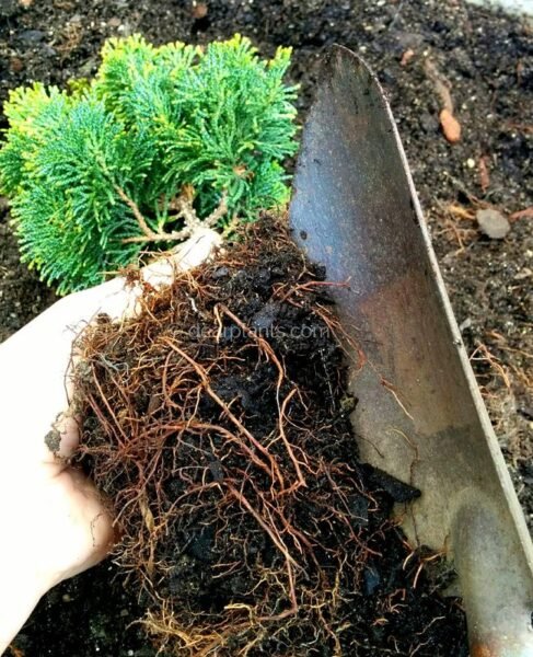 How to plant - Prepare the plant loosen the root ball