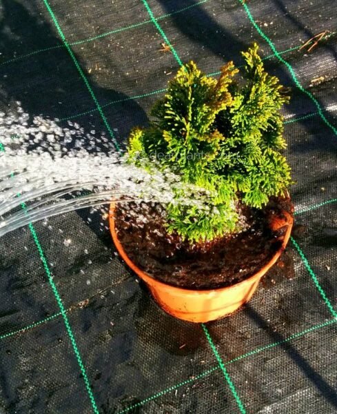 How to plant - Watering the plant