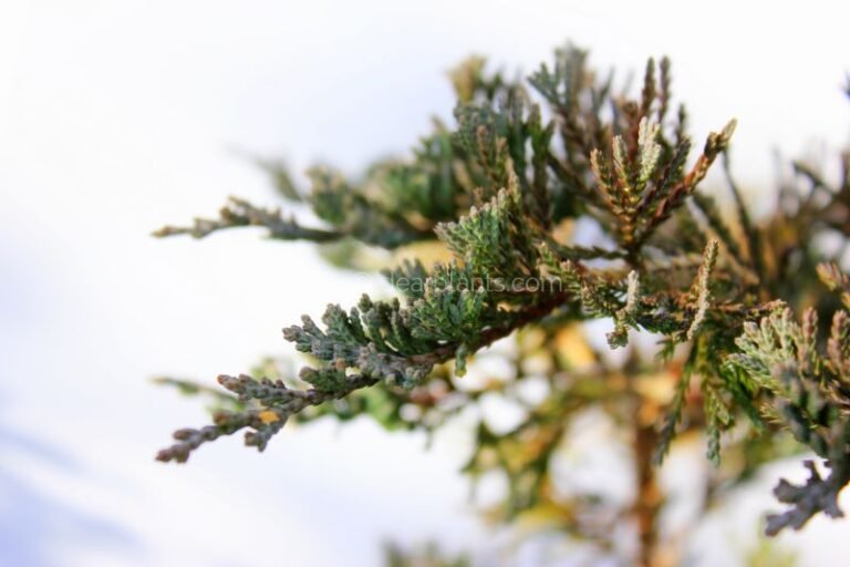 Juniperus horizontalis 'Wiltonii' (Creeping Juniper 'Wiltonii', Blue