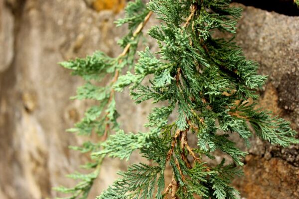 Juniperus horizontalis 'Wiltonii' (Creeping Juniper 'Wiltonii', Blue Rug Juniper) weeping
