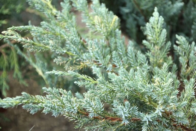 Juniperus squamata 'Blue Carpet' (Flaky Juniper 'Blue Carpet') Dear