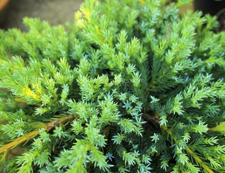 Juniperus squamata 'Blue Carpet' (Flaky Juniper 'Blue Carpet') Dear