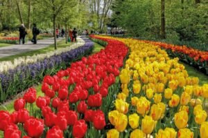 Keukenhof, Holland tulips in the garden of Europe