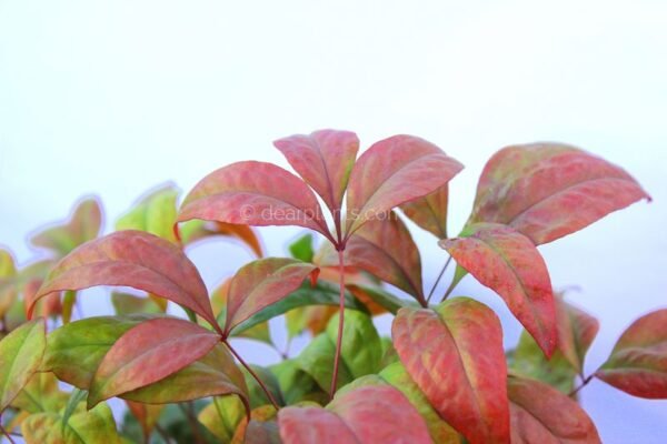 Nandina domestica 'Fire Power' (Heavenly Bamboo 'Fire Power')