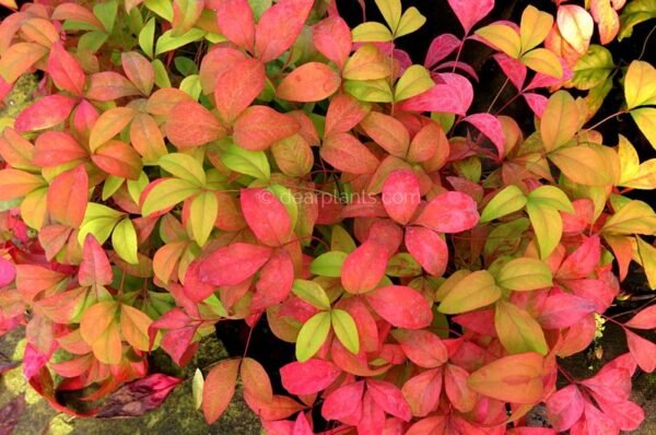 Nandina domestica 'Fire Power' (Heavenly Bamboo 'Fire Power') pink leaves