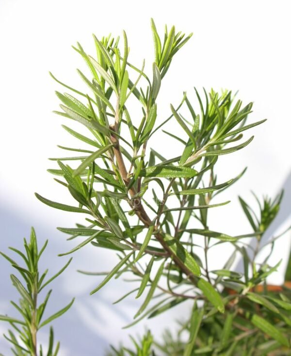 Rosmarinus officinalis (Rosemary)