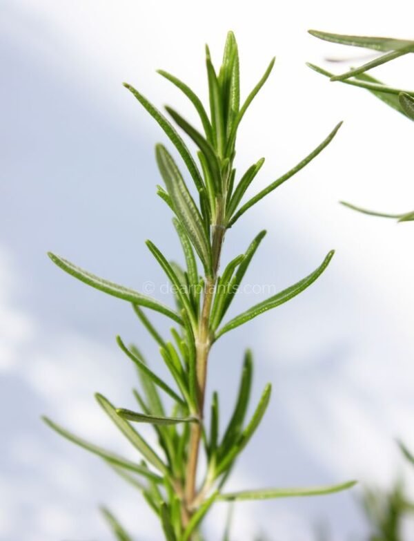 Rosmarinus officinalis (Rosemary) leaves