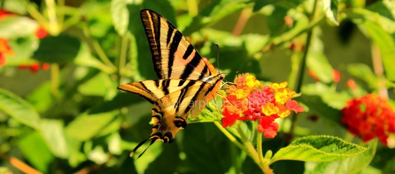 dearplants.com - Butterfly in the Garden