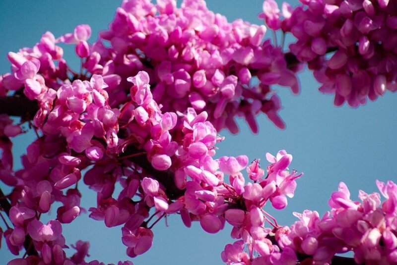 Cercis siliquastrum (Judas tree)