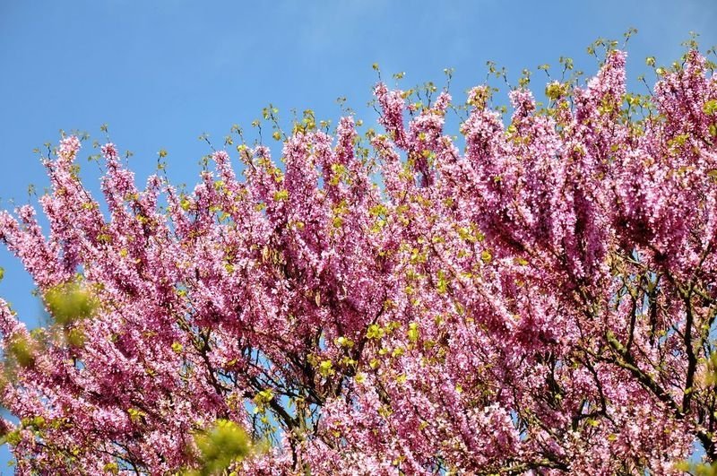 Cercis siliquastrum (Judas tree) prefer a full sun position