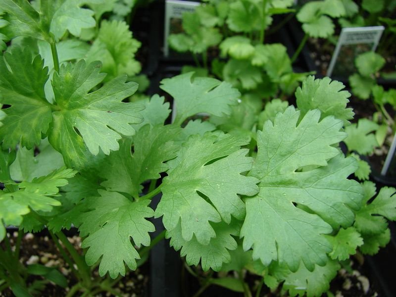 Coriandrum sativum (Coriander) - harvest aromatic leaves