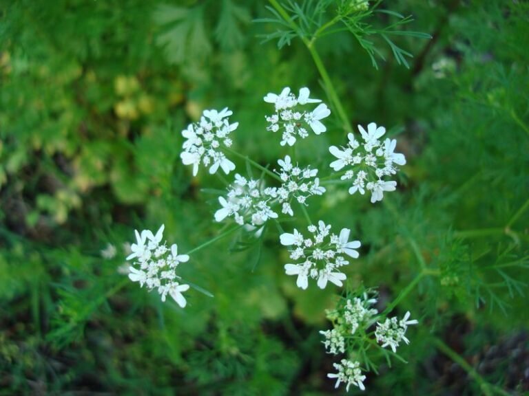 How to plant coriander herb and cultivate your aromatics Dear Plants