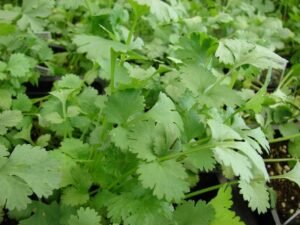 How to plant coriander herb (Coriandrum sativum)