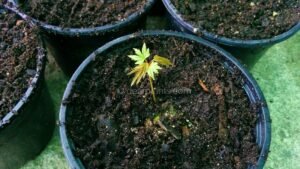 How to pot japanese maples grown from seed - little japanese maple in the new pot
